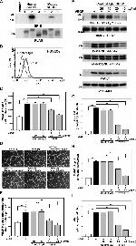 VEGF Receptor 2 Antibody in Western Blot (WB)