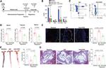 FOXP3 Antibody in Flow Cytometry (Flow)