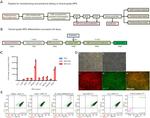 ZO-1 Antibody in Flow Cytometry (Flow)