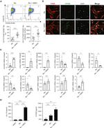 F4/80 Antibody in Immunocytochemistry (ICC/IF)