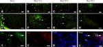 CD31 Antibody in Immunohistochemistry (PFA fixed) (IHC (PFA))