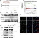 ERK2 Antibody in Western Blot (WB)