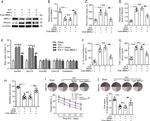 BMAL1 Antibody in Western Blot (WB)