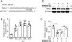 BMAL1 Antibody in Western Blot (WB)