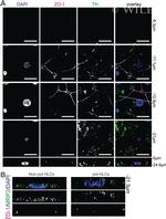 MRP2 Antibody in Immunocytochemistry (ICC/IF)