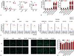 CD62P (P-Selectin) Antibody in Flow Cytometry (Flow)