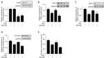 GAPDH Antibody in Western Blot (WB)