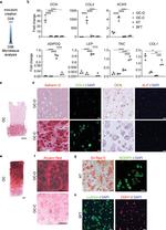 CDH11 Antibody in Immunohistochemistry (IHC)