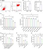 CD206 (MMR) Antibody in Flow Cytometry (Flow)