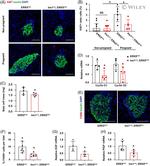 F4/80 Antibody in Immunohistochemistry (IHC)