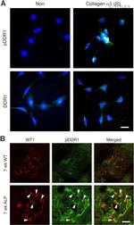 Phospho-MCK10 (Tyr513) Antibody in Immunohistochemistry (IHC)