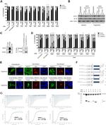 Importin beta-1 Antibody in Western Blot, Immunoprecipitation (WB, IP)