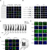 XPOT Antibody in Immunocytochemistry (ICC/IF)