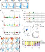 EOMES Antibody in Flow Cytometry (Flow)