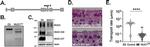 MUC1 Antibody in Western Blot (WB)