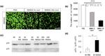 RBPMS Antibody in Immunohistochemistry (IHC)