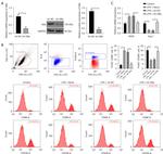 CD86 (B7-2) Antibody in Flow Cytometry (Flow)