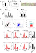 CD86 (B7-2) Antibody in Flow Cytometry (Flow)