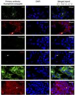 Claudin 3 Antibody in Immunocytochemistry (ICC/IF)