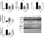 p38 MAPK Antibody in Western Blot (WB)