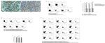 IL-17A Antibody in Flow Cytometry (Flow)