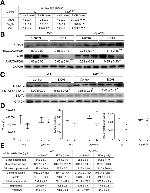 REG3G Antibody in Western Blot (WB)