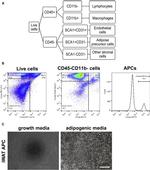 CD31 (PECAM-1) Antibody in Flow Cytometry (Flow)