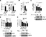 GAPDH Antibody in Western Blot (WB)