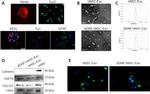 TSG101 Antibody in Western Blot (WB)