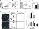 Adenylate Cyclase 3 Antibody in Immunohistochemistry (IHC)