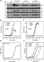 c-Met Antibody in Western Blot (WB)