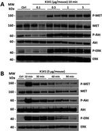 c-Met Antibody in Western Blot (WB)