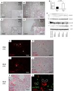 Aconitase 1 Antibody in Western Blot, Immunohistochemistry (WB, IHC)