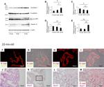 Aconitase 1 Antibody in Western Blot, Immunohistochemistry (WB, IHC)