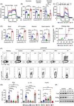 ROR gamma (t) Antibody in Western Blot (WB)