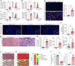 GFAP Antibody in Flow Cytometry (Flow)