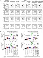 IFN gamma Antibody in Flow Cytometry (Flow)