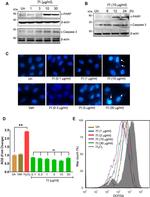 PARP1 (cleaved Asp214, Asp215) Antibody in Western Blot (WB)