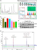 PARP1 (cleaved Asp214, Asp215) Antibody in Western Blot (WB)