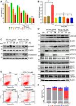 PARP1 (cleaved Asp214, Asp215) Antibody in Western Blot (WB)