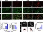 CD100 Antibody in Immunohistochemistry (IHC)