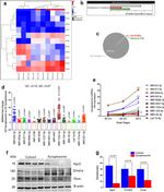 Dicer Antibody in Western Blot (WB)