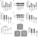 NCAPH Antibody in Western Blot (WB)