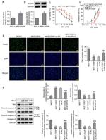 NCAPH Antibody in Western Blot (WB)