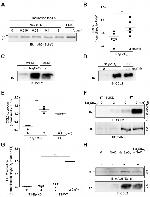 MCP-1 Antibody in Western Blot (WB)