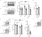 KIAA1456 Antibody in Western Blot (WB)