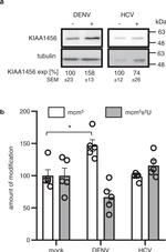 KIAA1456 Antibody in Western Blot (WB)