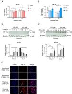 HIF1A Antibody in Western Blot, Immunocytochemistry (WB, ICC/IF)