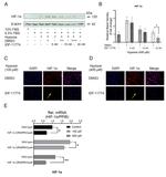 HIF1A Antibody in Western Blot, Immunocytochemistry (WB, ICC/IF)