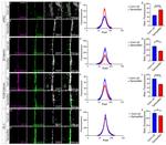 ZO-1 Antibody in Immunohistochemistry (IHC)